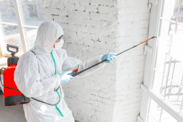 Environmental Consulting for Mold Prevention in Williamston, SC